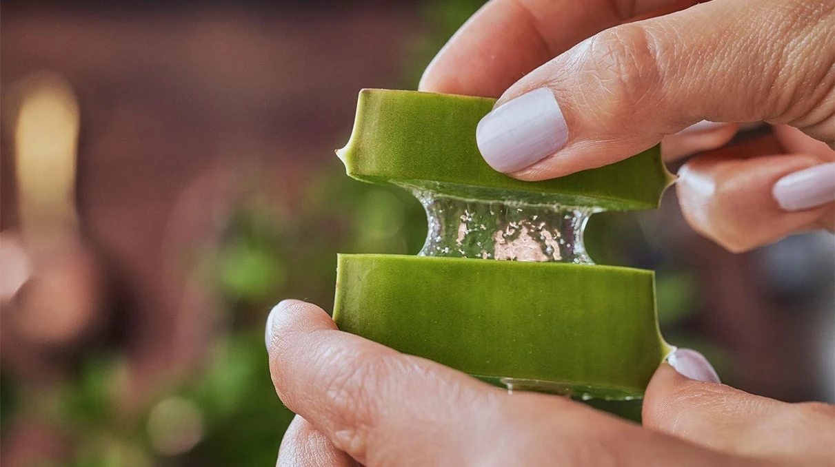 Aloe Vera Jel Nasıl Kullanılır? Faydaları Nelerdir?